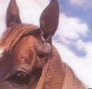 term image