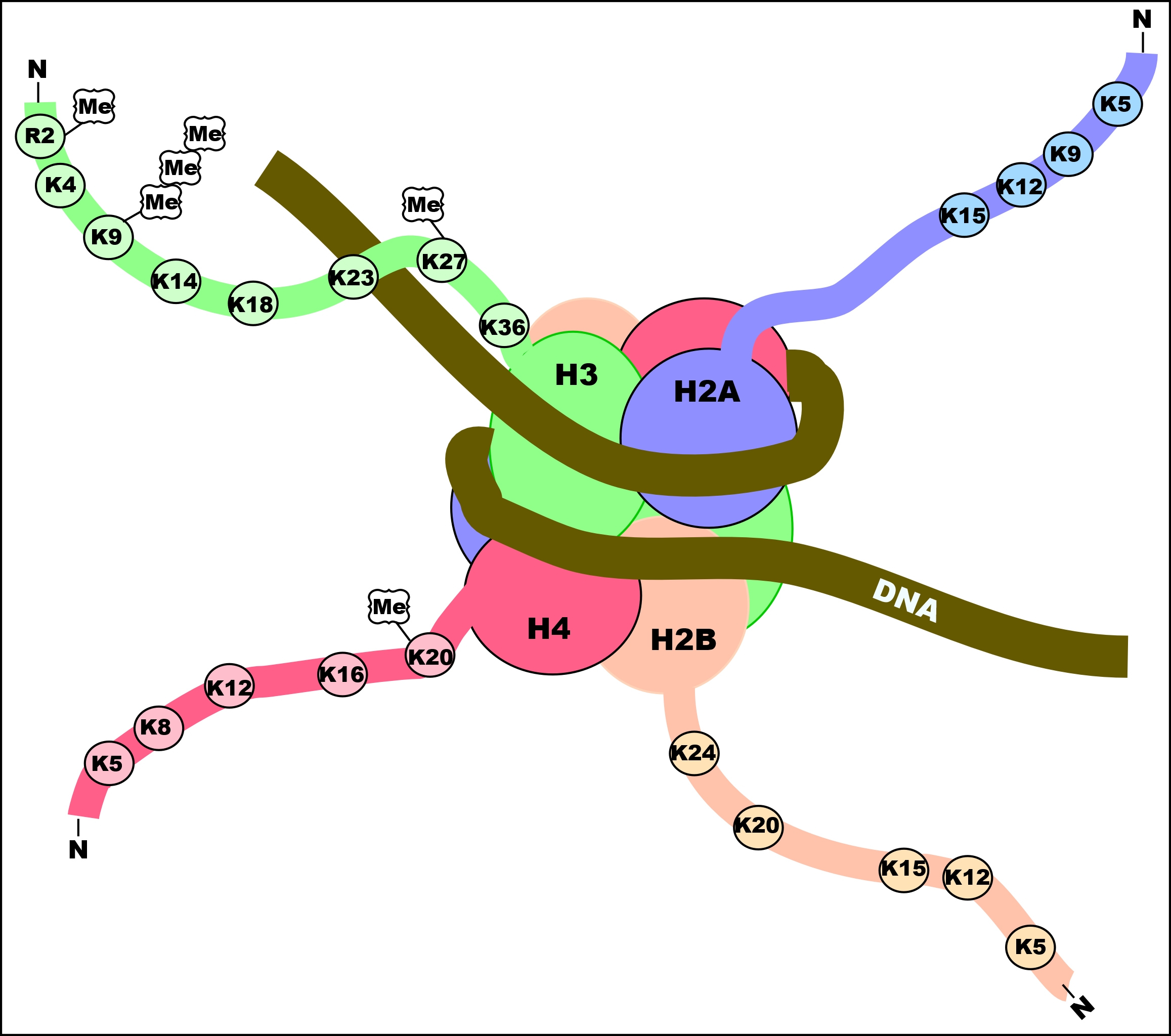 <p>N-terminal extensions of histones that undergo chemical modifications.</p>