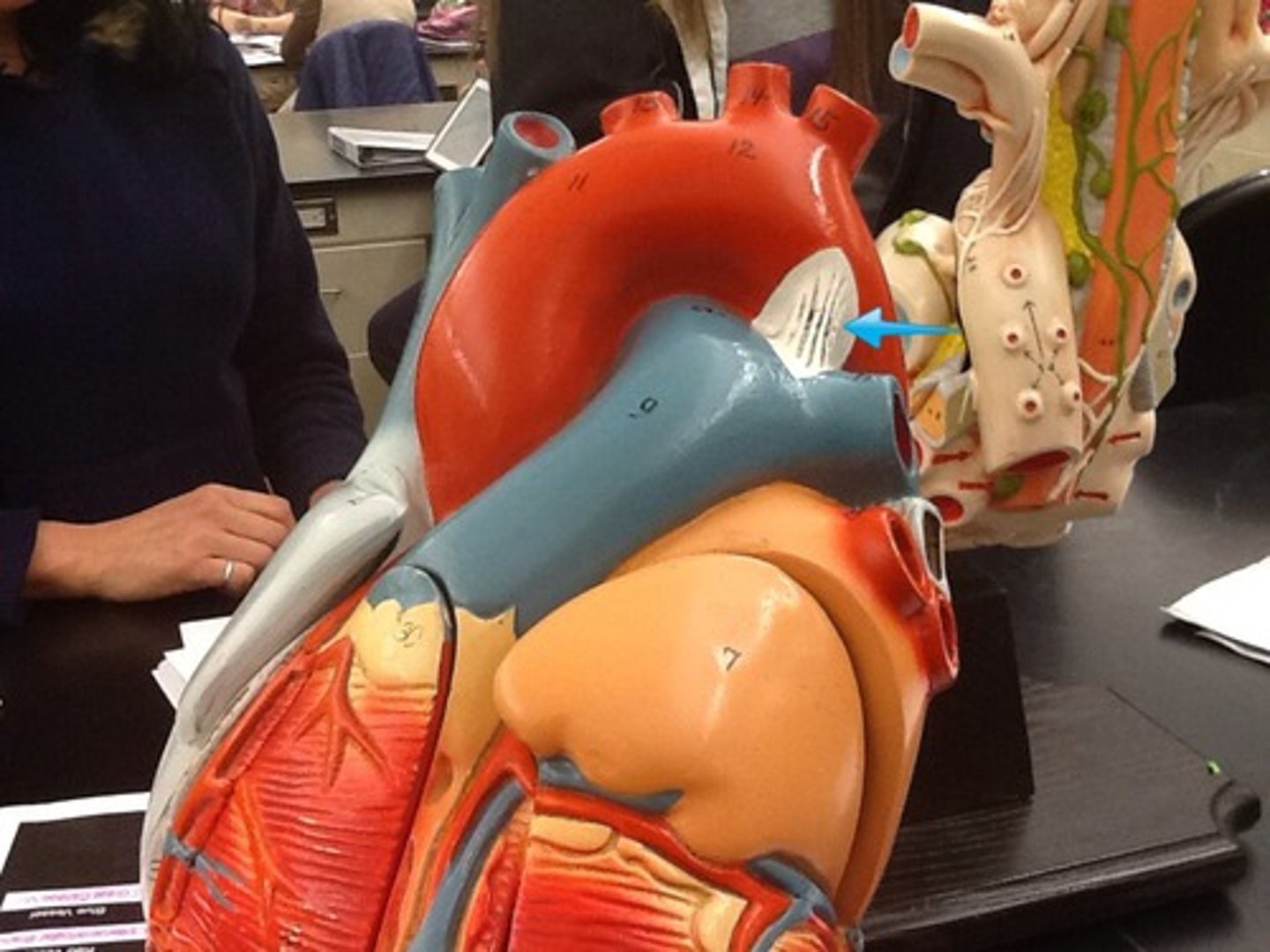 <p>black clot</p><p>Webbing on small heart</p>