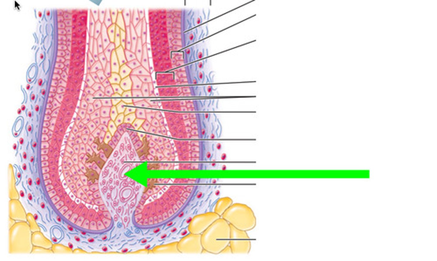 <p>blood capillary</p><p>Definition: A small structure at the base of the hair follicle within the hair bulb.</p><p>Function:Contains blood capillaries that supply nutrients and oxygen to the hair matrix.Regulates the hair growth cycle (anagen, catagen, telogen).Supports melanocytes for hair pigmentation.</p><p>Importance: Without it, hair growth and health would be compromised.</p>