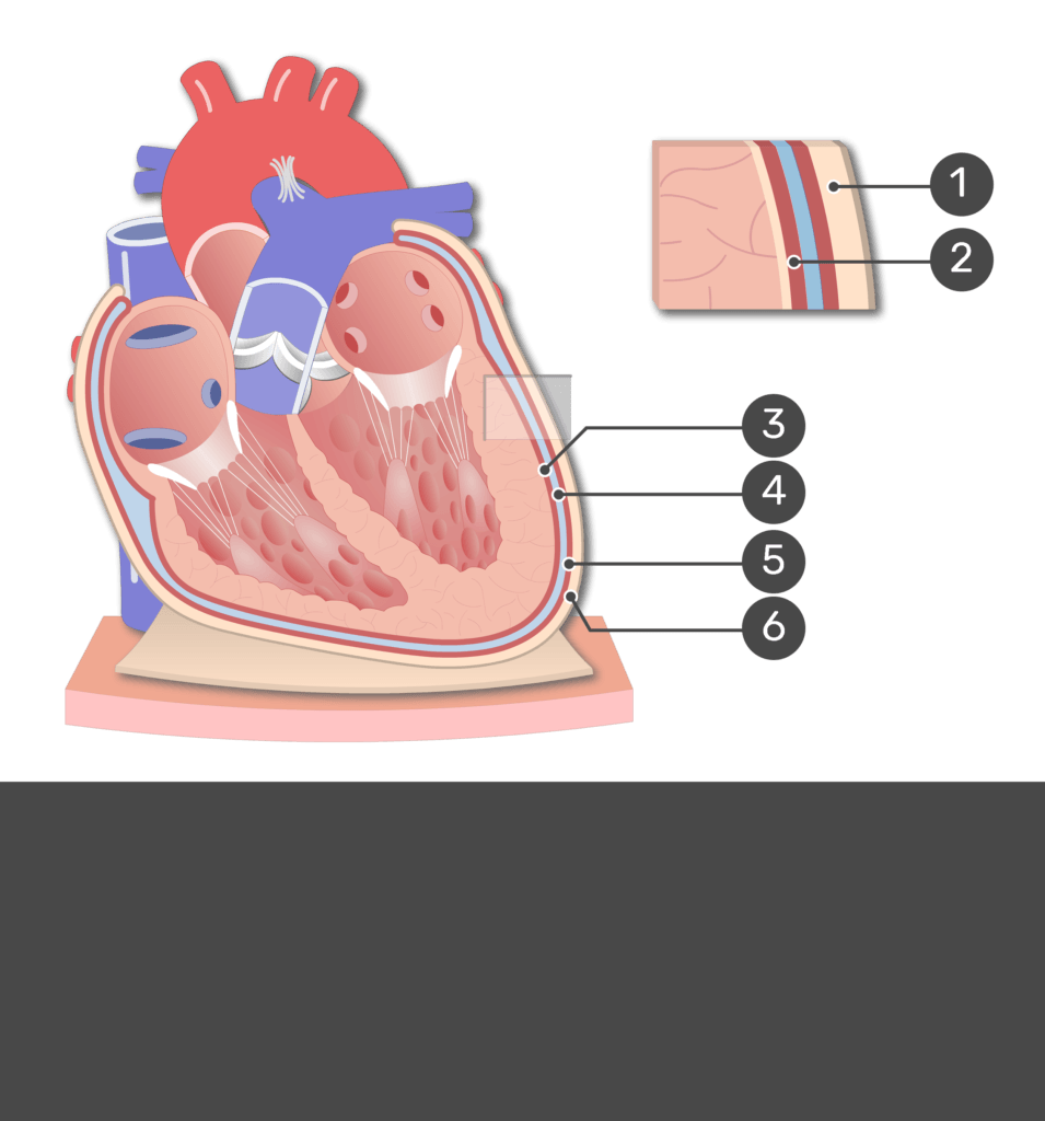 <p>6</p>