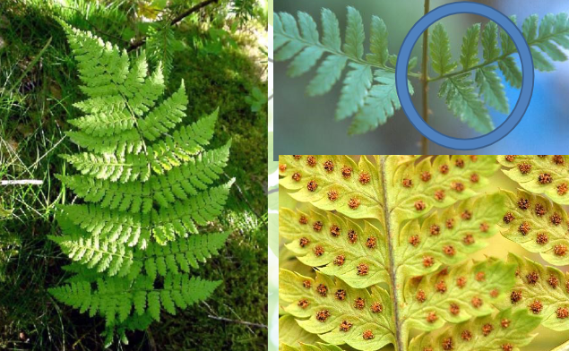 <p><em>Dryopteris spp.</em></p>