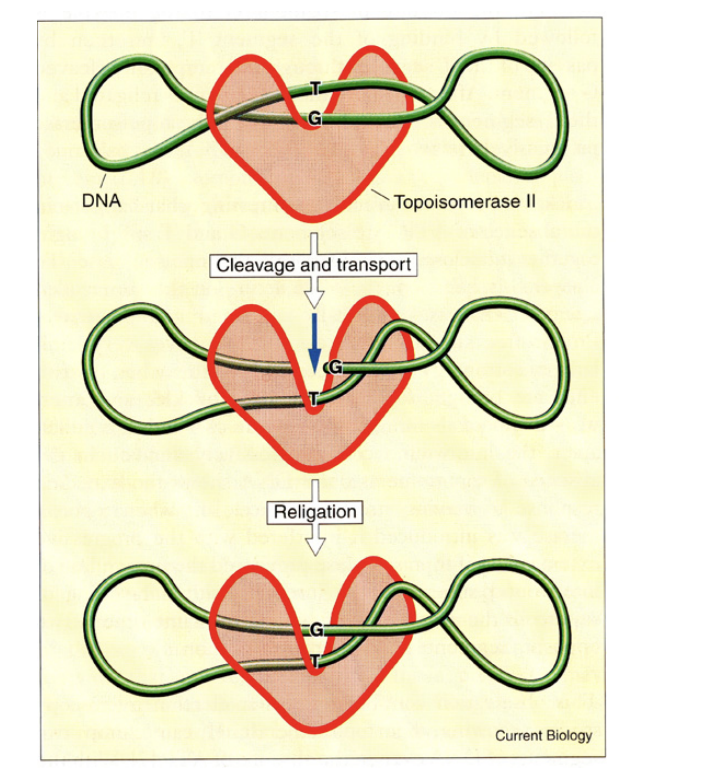 <ul><li><p>the final stages of DNA replication</p></li><li><p> and during mitosis</p></li></ul><p></p>