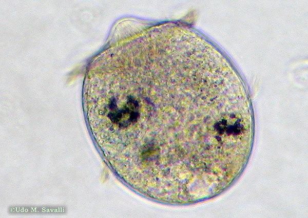 Name the specimen