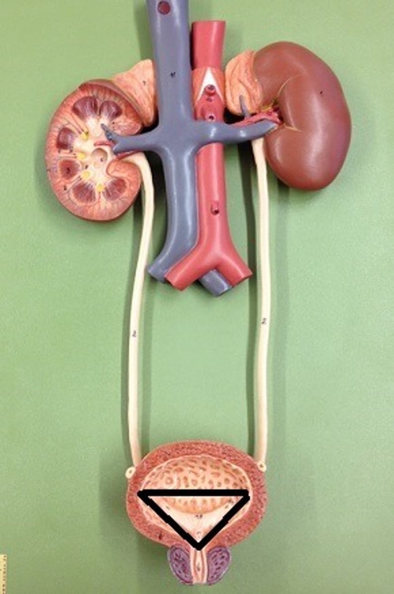 <p>A smooth triangular region in the bladder, defined by two ureteric openings and the urethral orifice, that funnels urine into the urethra during urination.</p>