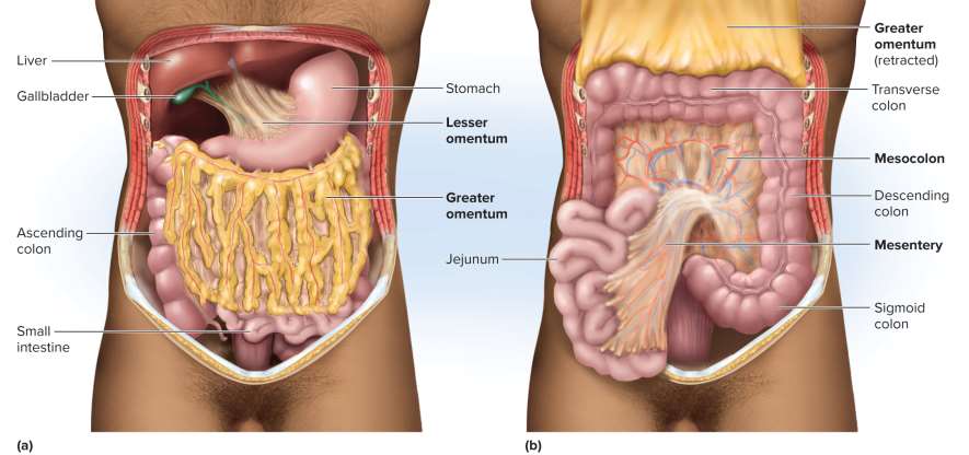 <p>Mesentery</p>