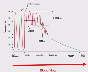 <p>systolic pressure is maintained in the aorta and arteries due to their thick walls, diastolic pressure (2/3 of the process) stays higher in the aorta than the left ventricle as the elastic recoil returns energy/pressure to the blood and the aortic valve is closed, as blood goes through the system energy/pressure is lost to the vessel wall due to friction</p>