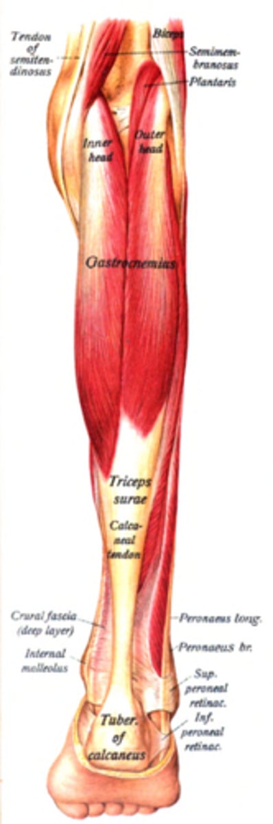 <p>-Origin superior to articular surfaces of lateral condyle of femur and medial condyle of femur</p><p>-Insertion: tendon calcaneus (achilles tendon) into mid-posterior calcaneus</p><p>-Nerve tibial nerve from the sciatic, specifically, nerve roots S1-S2</p><p>-Actions:</p><p>= plantar flexes foot,</p><p>=flexes knee</p><p>-Antagonist Tibialis anterior muscle</p>