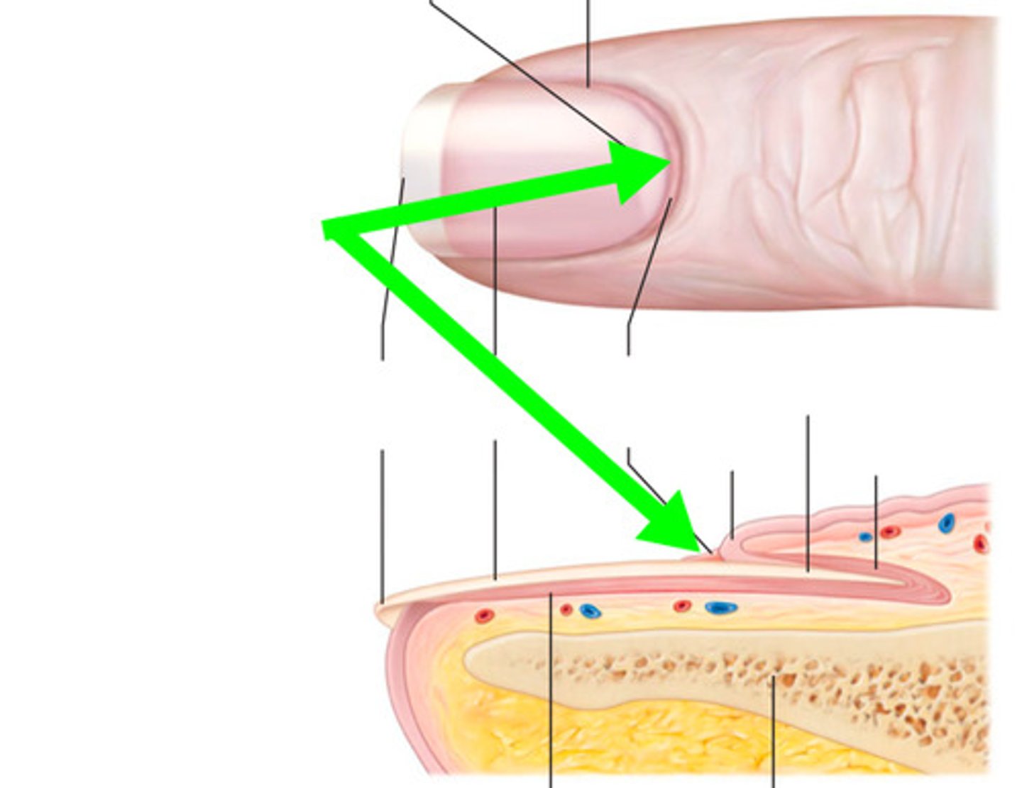 <p>cuticle of nail</p>