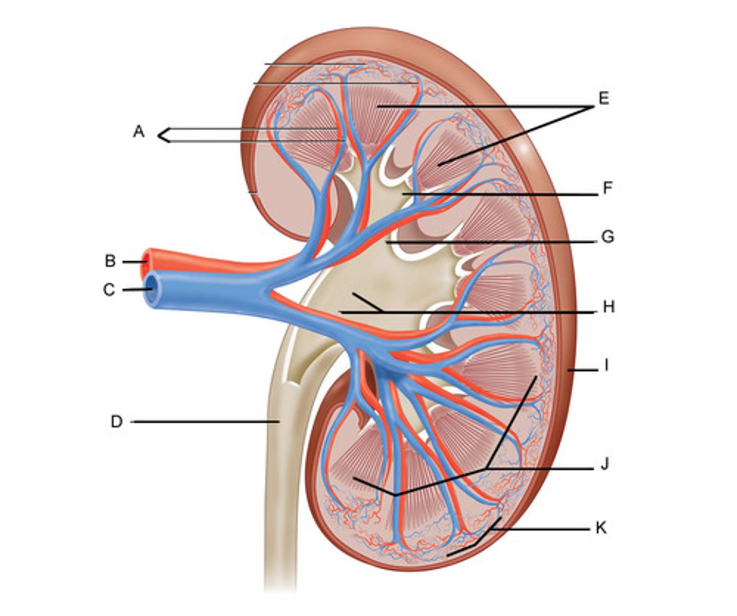 <p>B</p>