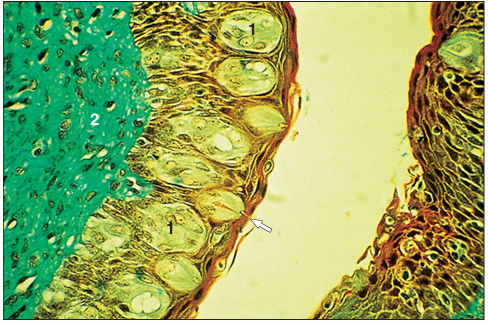 <p>Identify the structure:</p><p>Specie:</p><p>Parts:</p><p>1.__ 2. __</p><p>Stain used:</p>