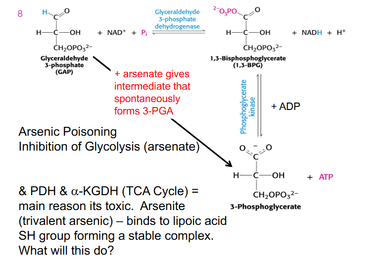 <p>- inhibition of glycolysis (arsenate)</p><p>- arsenate gives intermediate that spontaneously forms 3-phosphoglycerate</p><p>- no NADH is produced</p><p>- we wipe out energy generation in glycolysis</p><p>- arsenic inhibits enzymes that require lipoic acid</p><p>- if we turn off enzymes in the TCA cycle no energy is produced in mitochondria</p>