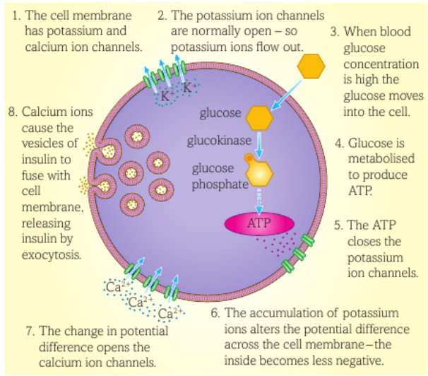 <ul><li><p>Cell membranes of beta cells contain calcium and potassium ion channels</p></li><li><p>The potassium channels are normally open and calcium are closed. Potassiujm ions diffuse out of the cell making the inside of the cell more negative; at rest the potential difference across the plasma membrane is -70mV</p></li><li><p>When glucose concentration outside the cell increases glucose molecules move into the cell</p></li><li><p>The glucose is quickly used up in metabolism to produce ATP, which involves the enzyme glucokinase</p></li><li><p>The extra ATP causes the potassium channels to close</p></li><li><p>Potassium is no longer diffusing out of the cell which causes the cell to become less negative inside</p></li><li><p>This change in potential difference causes the calcium ion channels to open </p></li><li><p>Calcium ions enter the cell and cause the secretion of insulin by making secretory vesicles containing insulin to move to the plasma membrane and fuse with it and release insulin by exocytosis</p></li></ul><p></p>