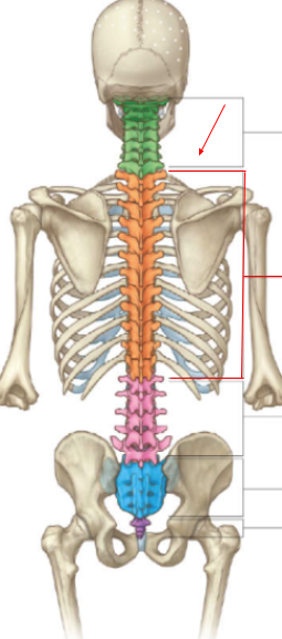 <p>What is the name of the _______section of the vertebral column?</p>