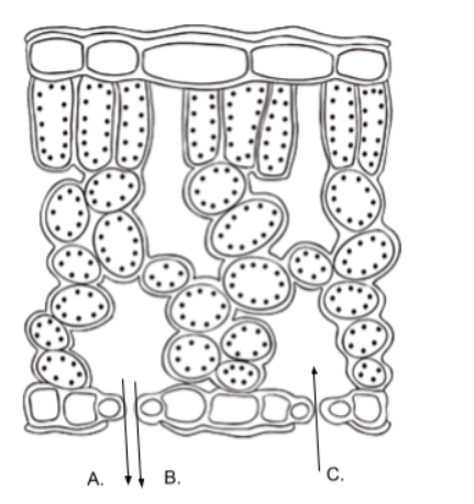 <p><span><span>The image below represents a cross section of a leaf. &nbsp;The letters represent various substances entering and exiting the leaf during photosynthesis reactions. &nbsp;In the diagram, letter C is likely</span></span></p>