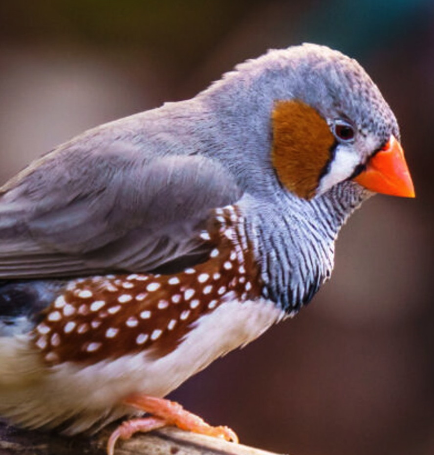 <p><span style="font-family: "Calisto MT";"><span>Ze hebben een levendig karakter en een eenvoudige verzorging.</span></span></p>