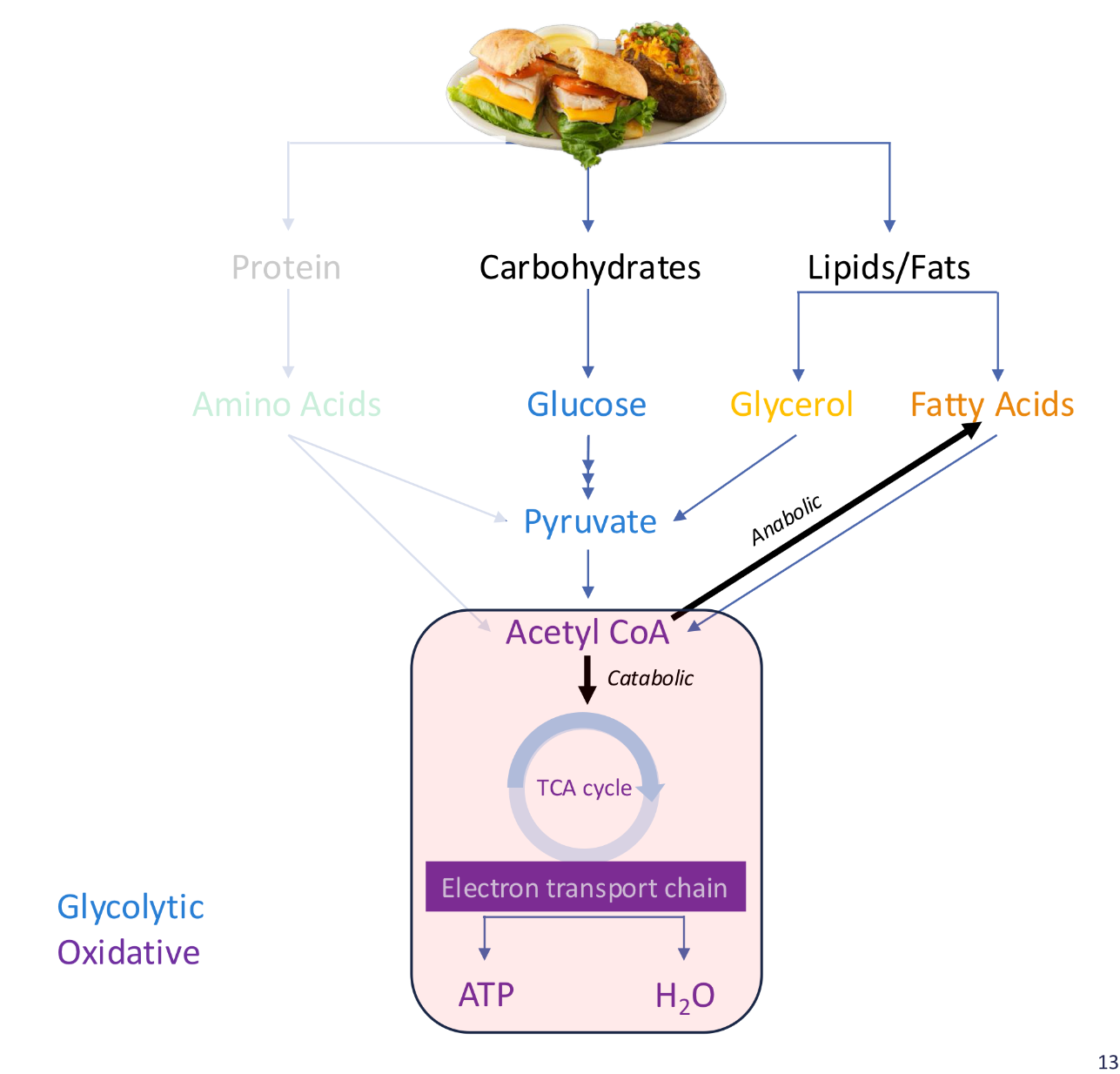 <p>Synthesis of fats for storage (lipogenesis, anabolic pathway) or oxidative phosphorylation (generates ATP)</p>