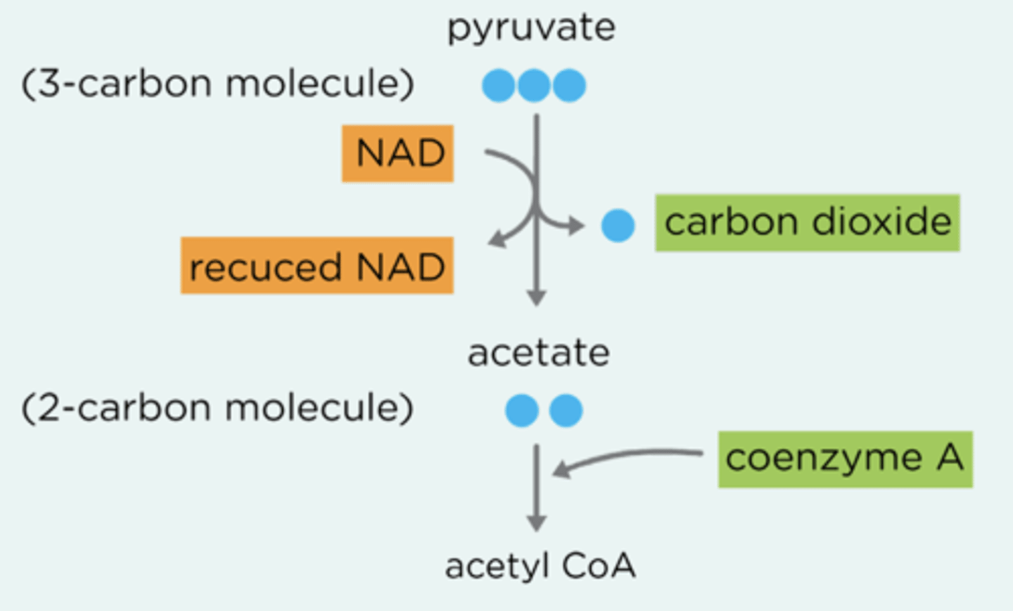 <p>Pyruvate enters the mitochondrial matrix by active transport.<br><br>Pyruvate then undergoes oxidative decarboxylation - CO2 is removed (decarboxylation) along with hydrogen (oxidation).<br><br>Hydrogen atoms are accepted by NAD, which is reduced to form NADH.<br><br>The resulting two-carbon acetyl group is bound to coenzyme A forming acetylcoenzyme A (acetyl CoA).</p>