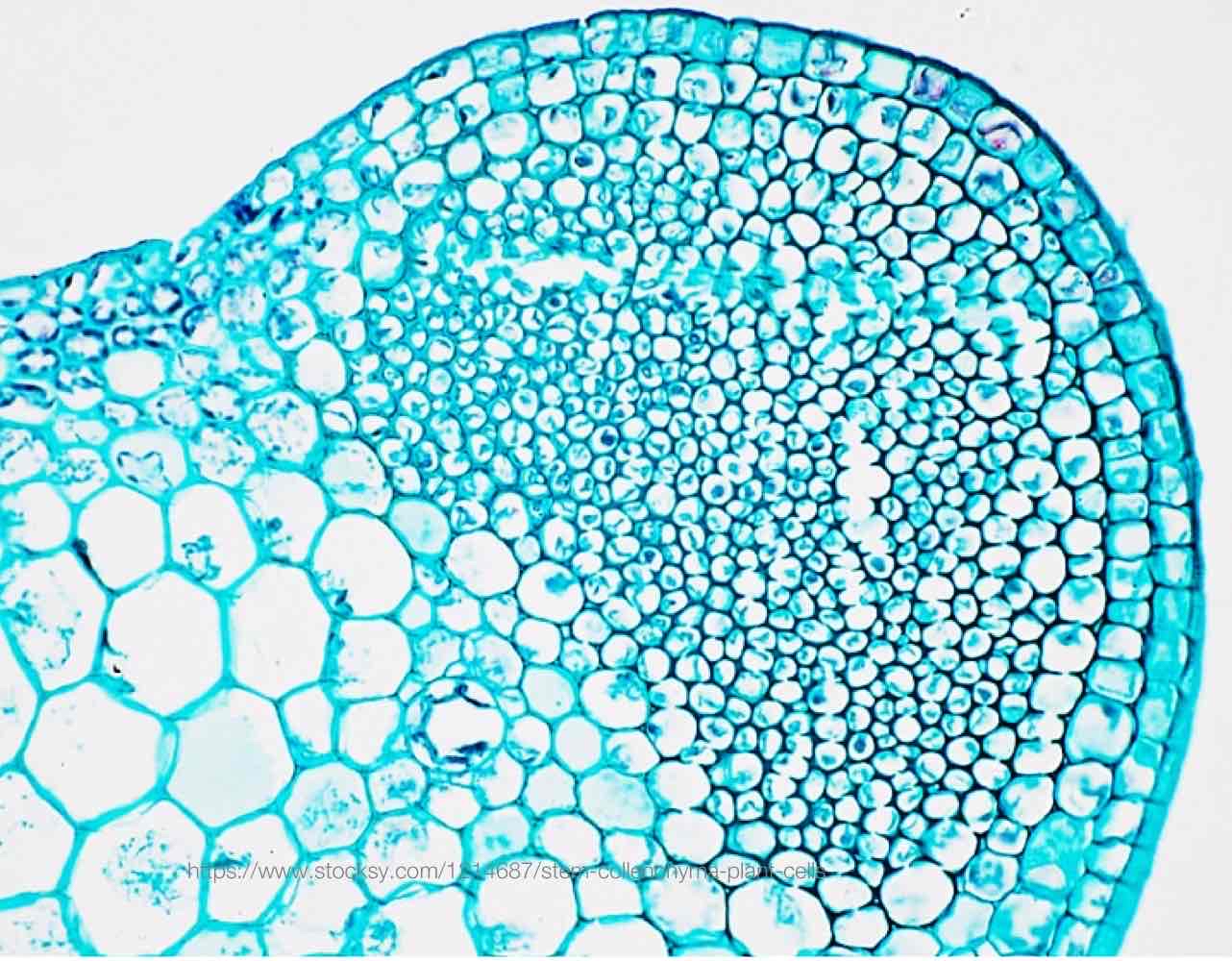 <p>Ground tissue cells that are clustered, elongated with irregularly thickened primary cell walls, and flexible with no lignin.</p>