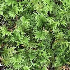 <p>Fern moss </p>