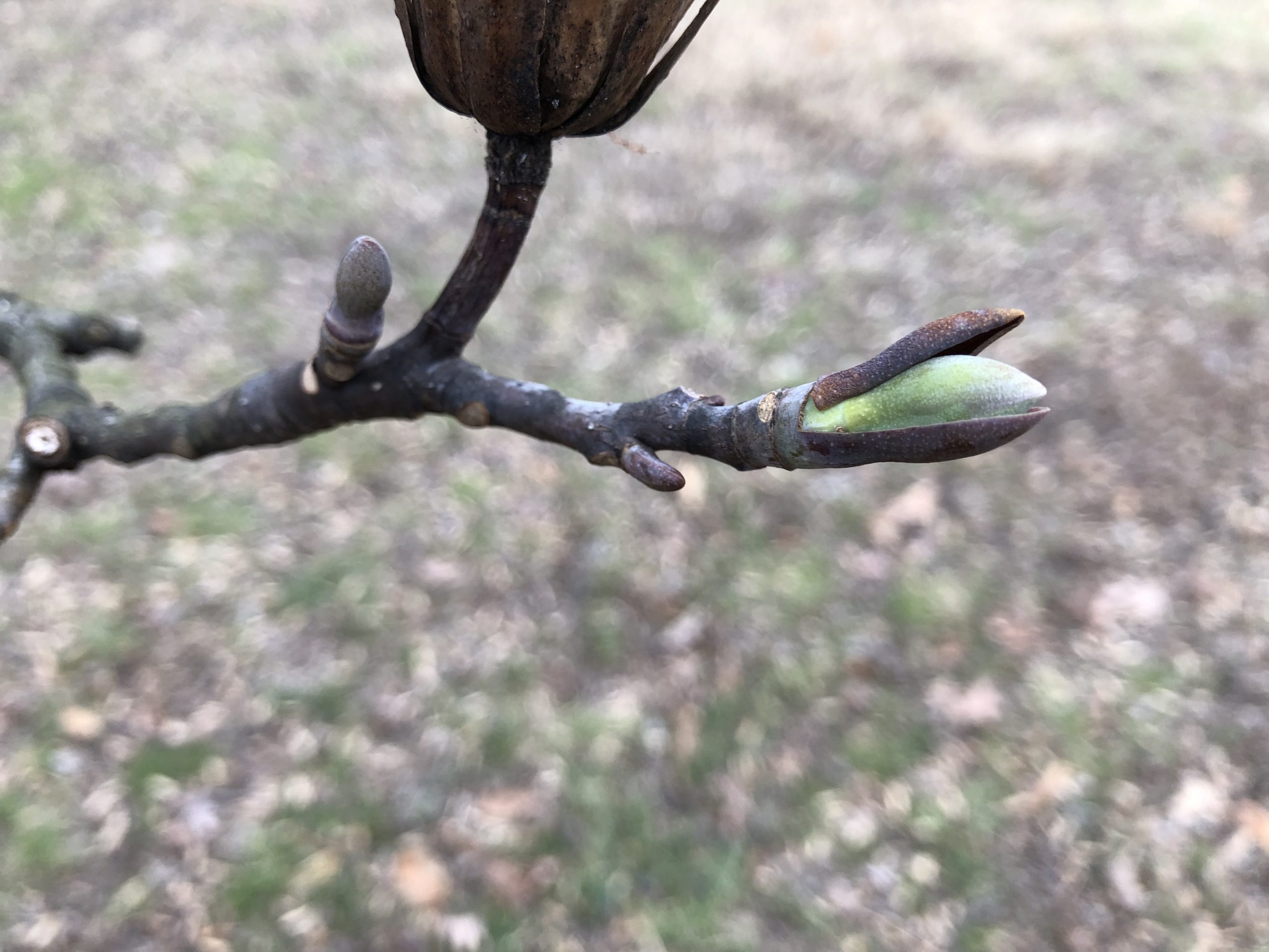 <ul><li><p>rich / moist sites, shade intolerant</p></li><li><p>alt branch</p></li><li><p>bark: grey ridges, light grey furrows</p></li><li><p>leaves: look like cat head, entire margin</p></li><li><p>buds: green / brown, valvate</p></li><li><p>repro: samara fruit</p></li></ul>
