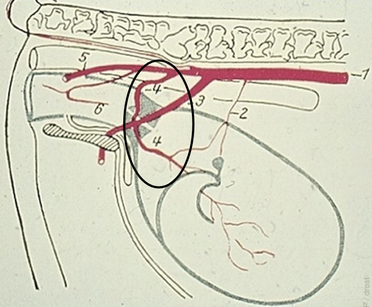 <p>middle uterine artery: freely movable when palpated (4)</p><p>external iliac artery: not freely movable, fremitus felt when compressed </p>