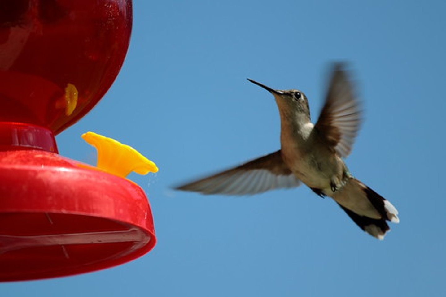 <p>quick and light in movement or action; agile; (of the mind) quick to comprehend</p>
