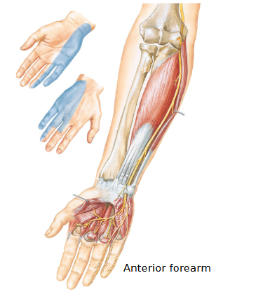 <p>Ulnar nerve</p>