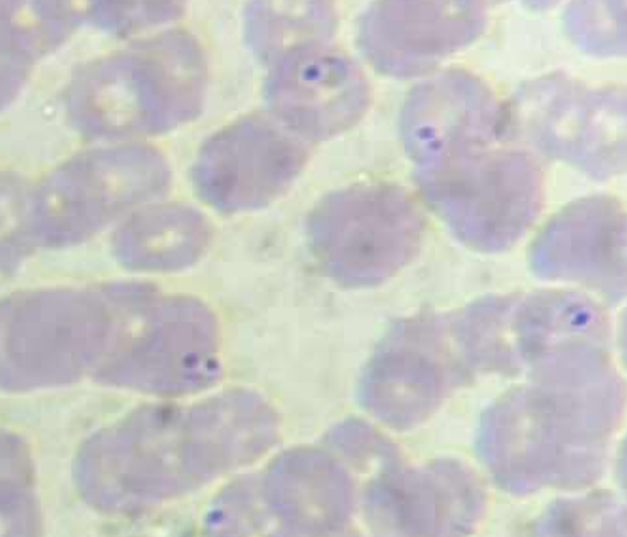 <p>A. stage/form</p><p>B. stain used</p><p>C. distinguishing characteristics</p>