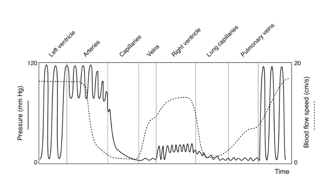 <p><em>Refer to the above figure for the following question:</em></p><p><span>True or False: The diastolic pressure in the arteries is much greater than the diastolic pressure in the left ventricle.</span></p>