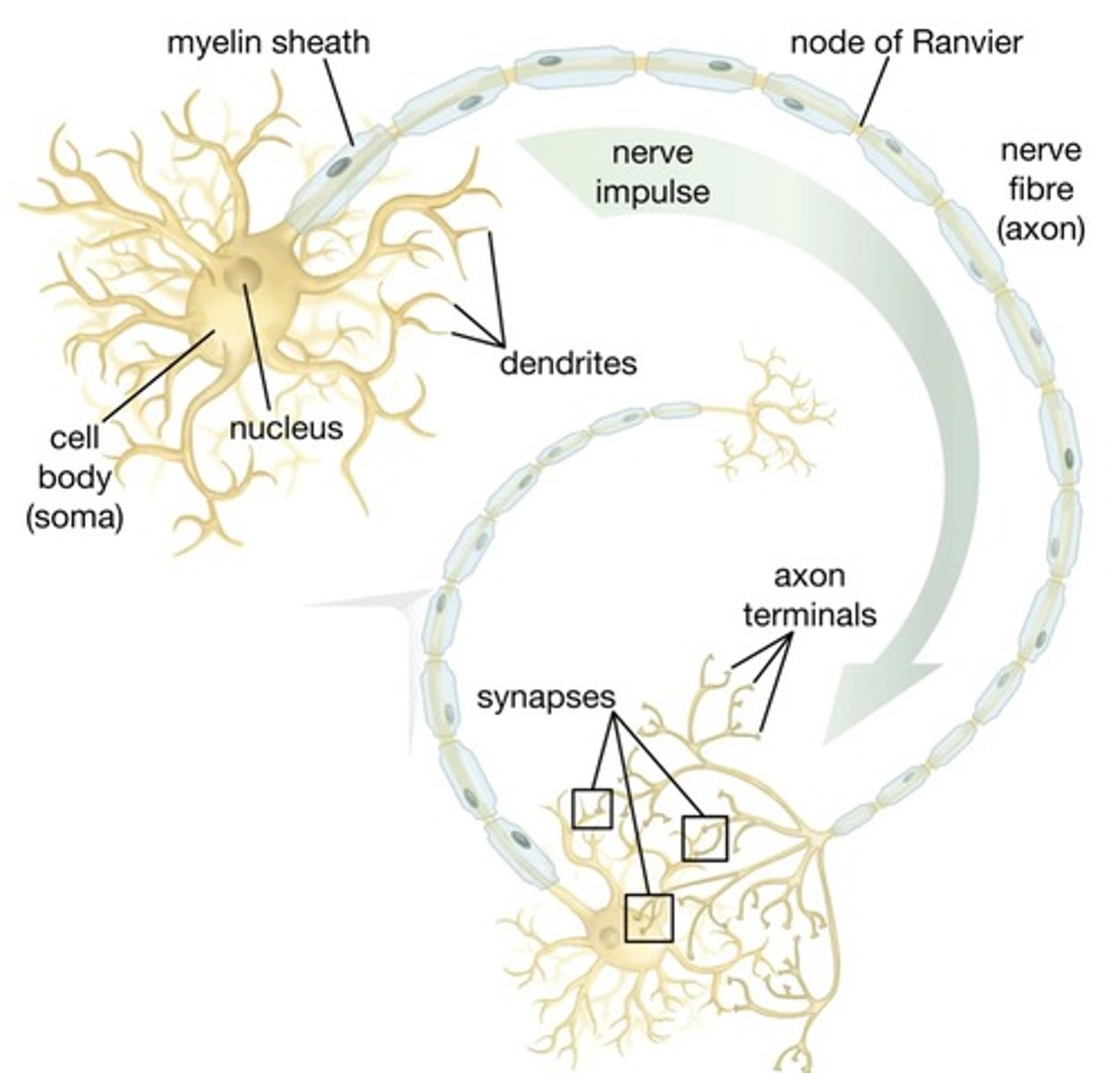 knowt flashcard image