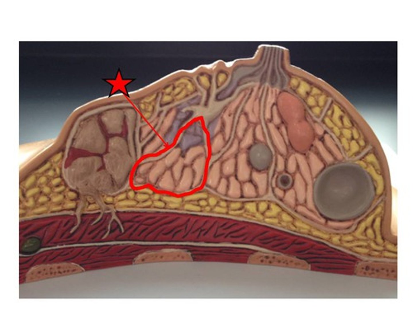 <p>Glands within the breast that produce milk.</p>