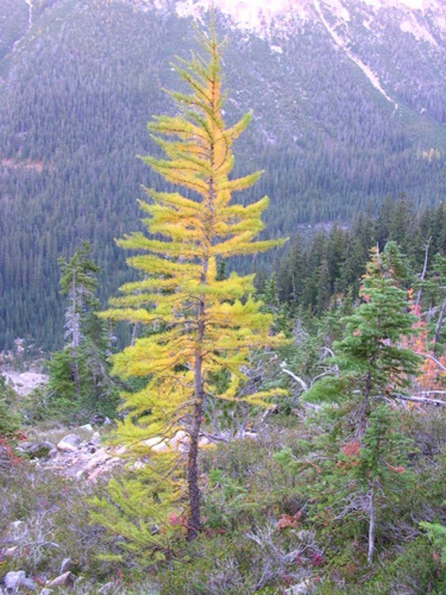 <p>Deciduous conifer</p><p>- Unlike most conifers, it drops its needles in the fall.</p><p>- Needles turn a golden yellow, creating a spectacular alpine display.</p><p>Extreme environment</p><p>- Found in high, exposed ridges with short growing seasons.</p><p>- Adapted to poor soils, wind, and cold.</p><p>Long-lived</p><p>- Can live for hundreds of years, even in harsh conditions.</p>