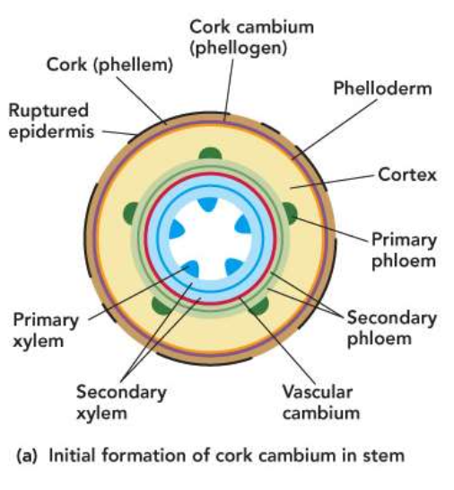 <p>• First cork cambium arises from parenchyma cells in cortex</p><p class="p1">• Each new cork cambium arises from cortex tissue to the inside</p><p class="p1">– until cortex is used up</p><p class="p1">• Expansion causes cortex to break apart and fall off stem</p><p class="p1">• Subsequent cork cambia arise from secondary phloem to the inside</p>