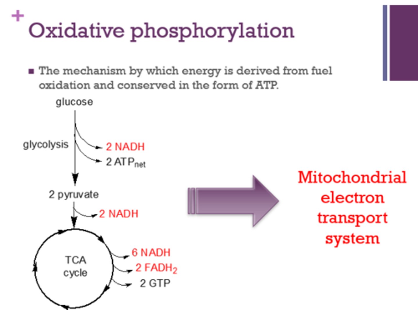 <p>fuel oxidation</p><p>ATP</p>