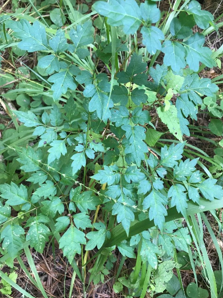 <p>What is the genus of this plant?</p>