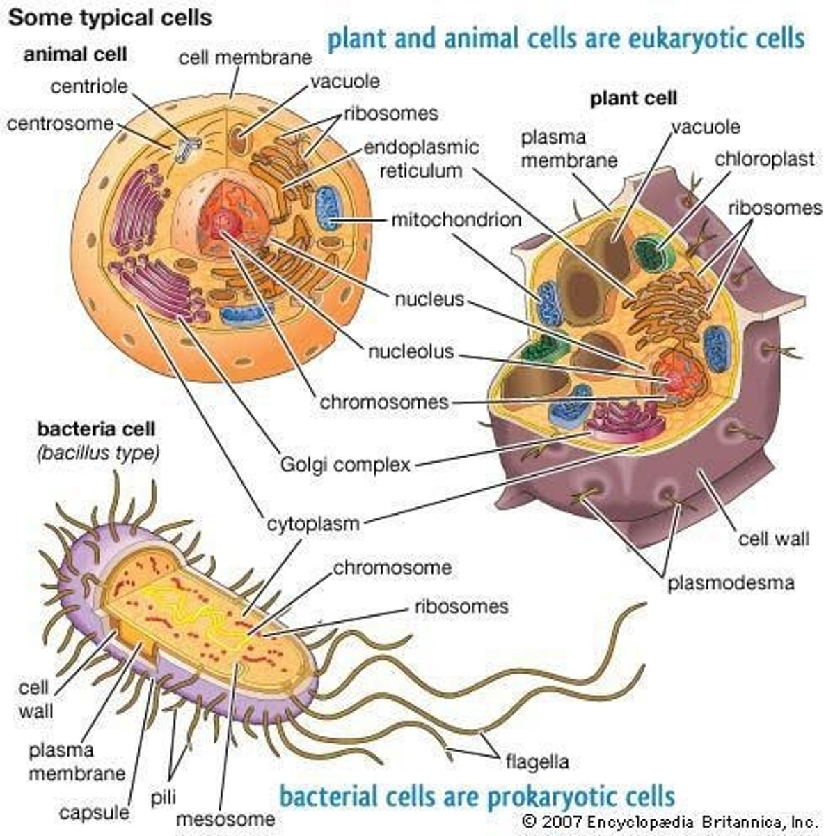 <p>Cells</p>