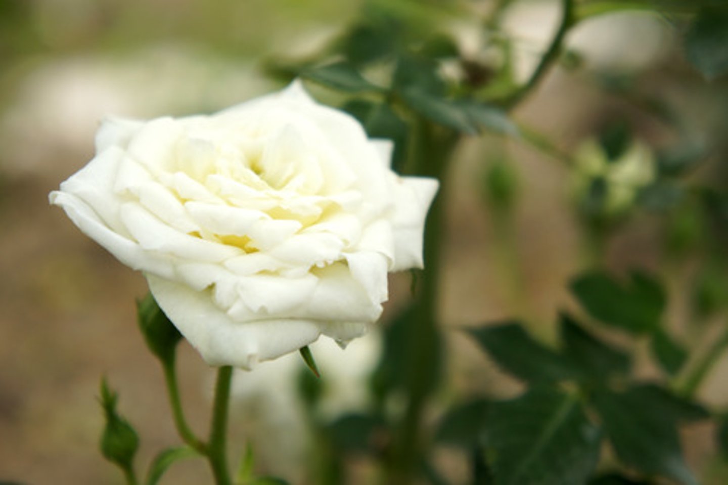 <p>white</p>