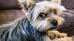 <p>Analyze the eyes of this dog</p>