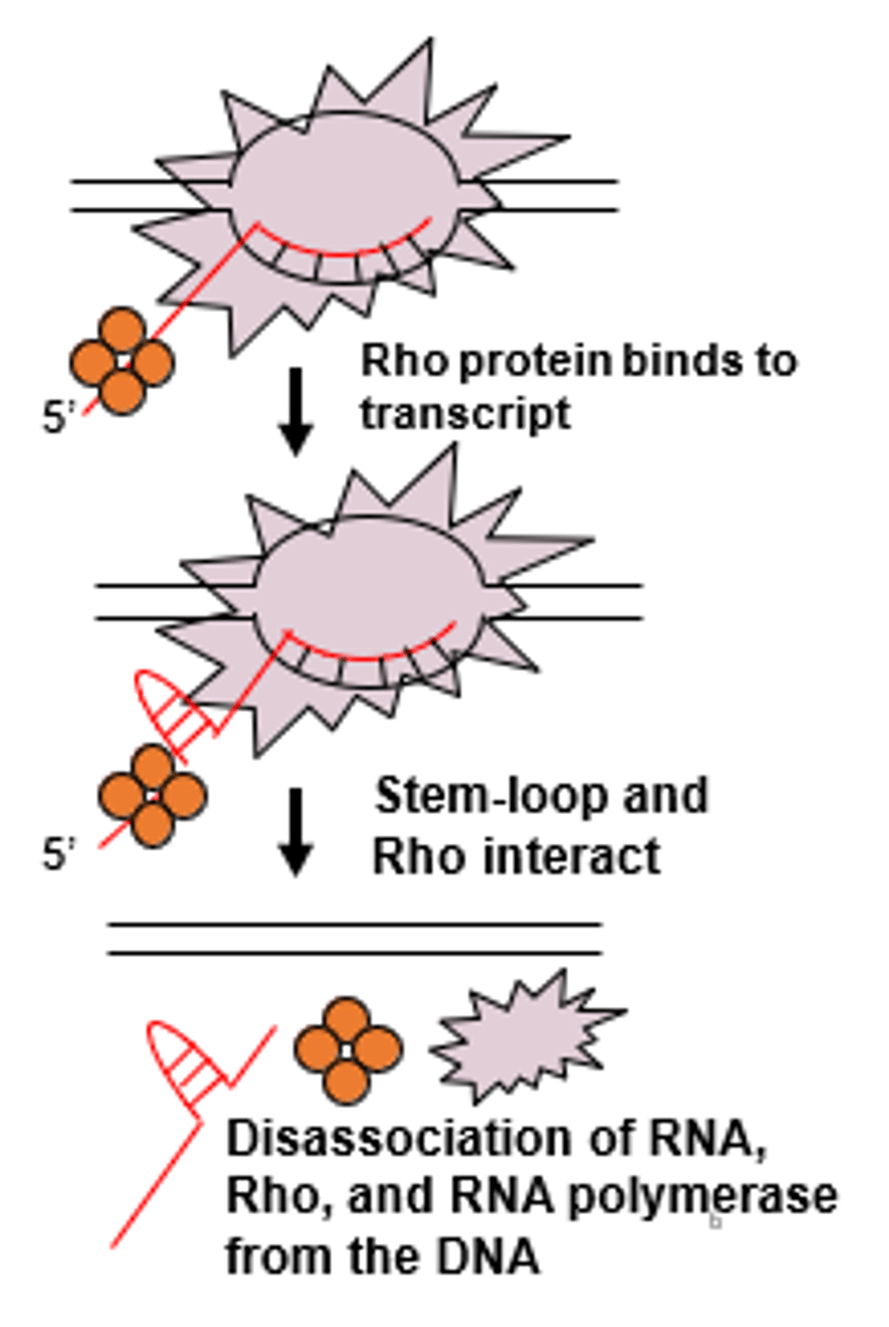 <p>1. helicase protein binds to Rut site binds</p><p>----------------------</p><p>2. helicase protein starts to move towards RNA polymerase (via ATP hydrolysis)</p><p>----------------------</p><p>3. when helicase reaches RNA molecule it encounters DNA-RNA duplex (allowing for the enzyme to unwind and the net transcript is released from the complex)</p>
