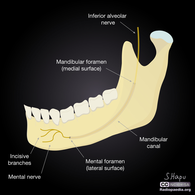 <p>Name the mandibular canal</p>