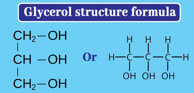 <p>molecule made of a three-carbon chain, each carbon is attached to a hydroxyl group (–OH)</p>
