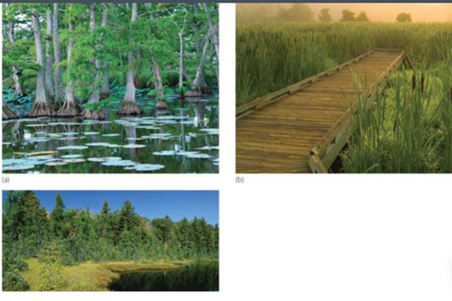 <p>aquatic biomes that contain standing fresh water, or soils saturated with fresh water for at least part of the year and are shallow enough to have emergent vegetation throughout all depths</p>
