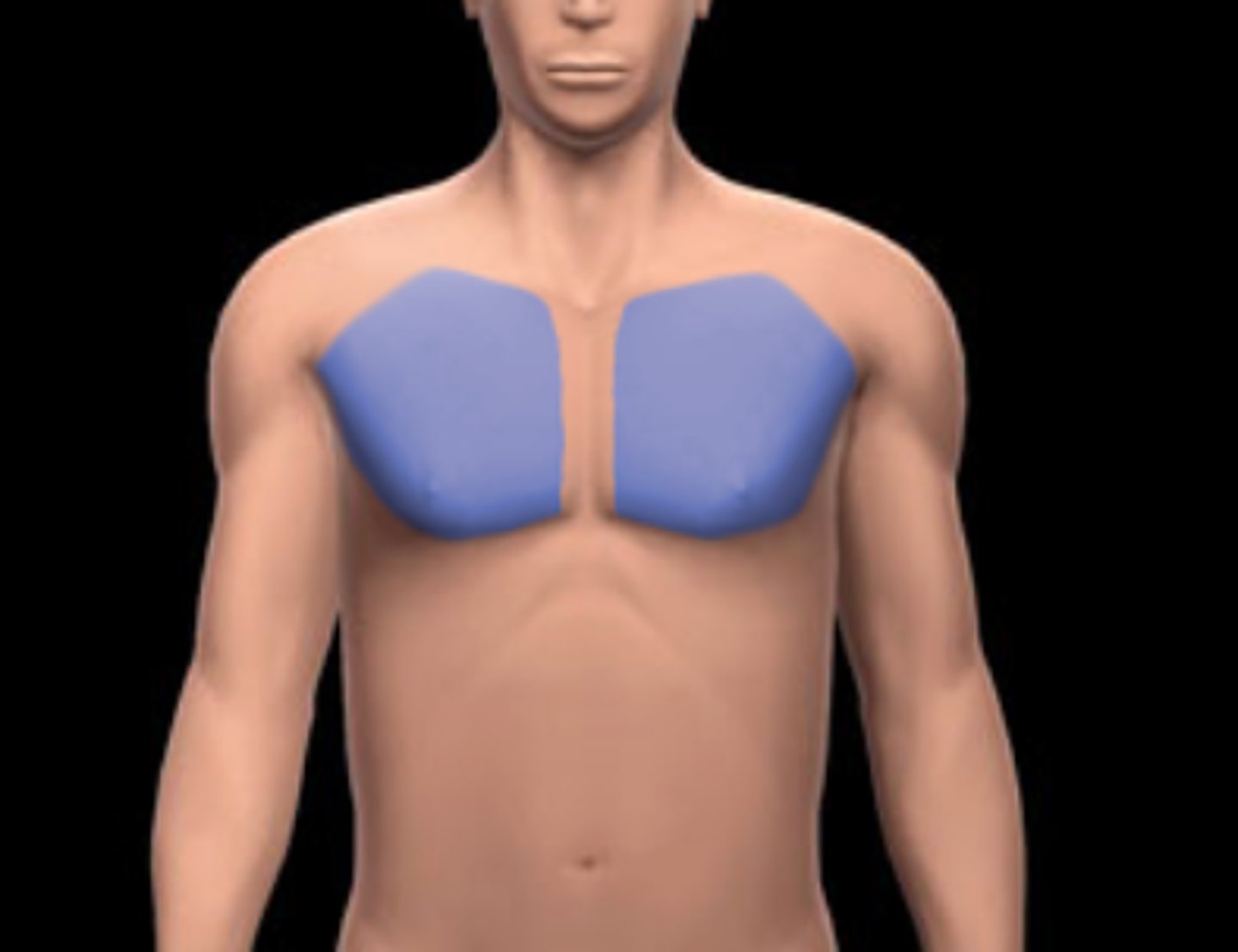 <p>Chest region</p>