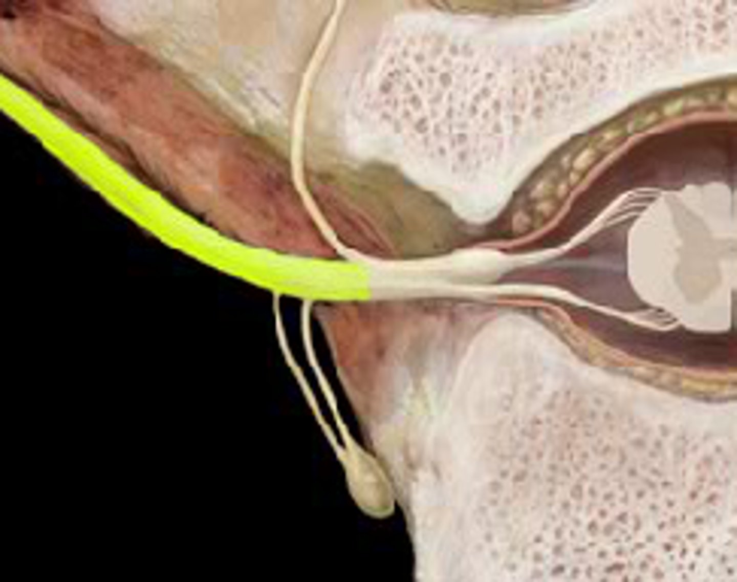 <p>the anterior division of spinal nerves that communicate with the muscle and skin of the anterior and lateral trunk</p>