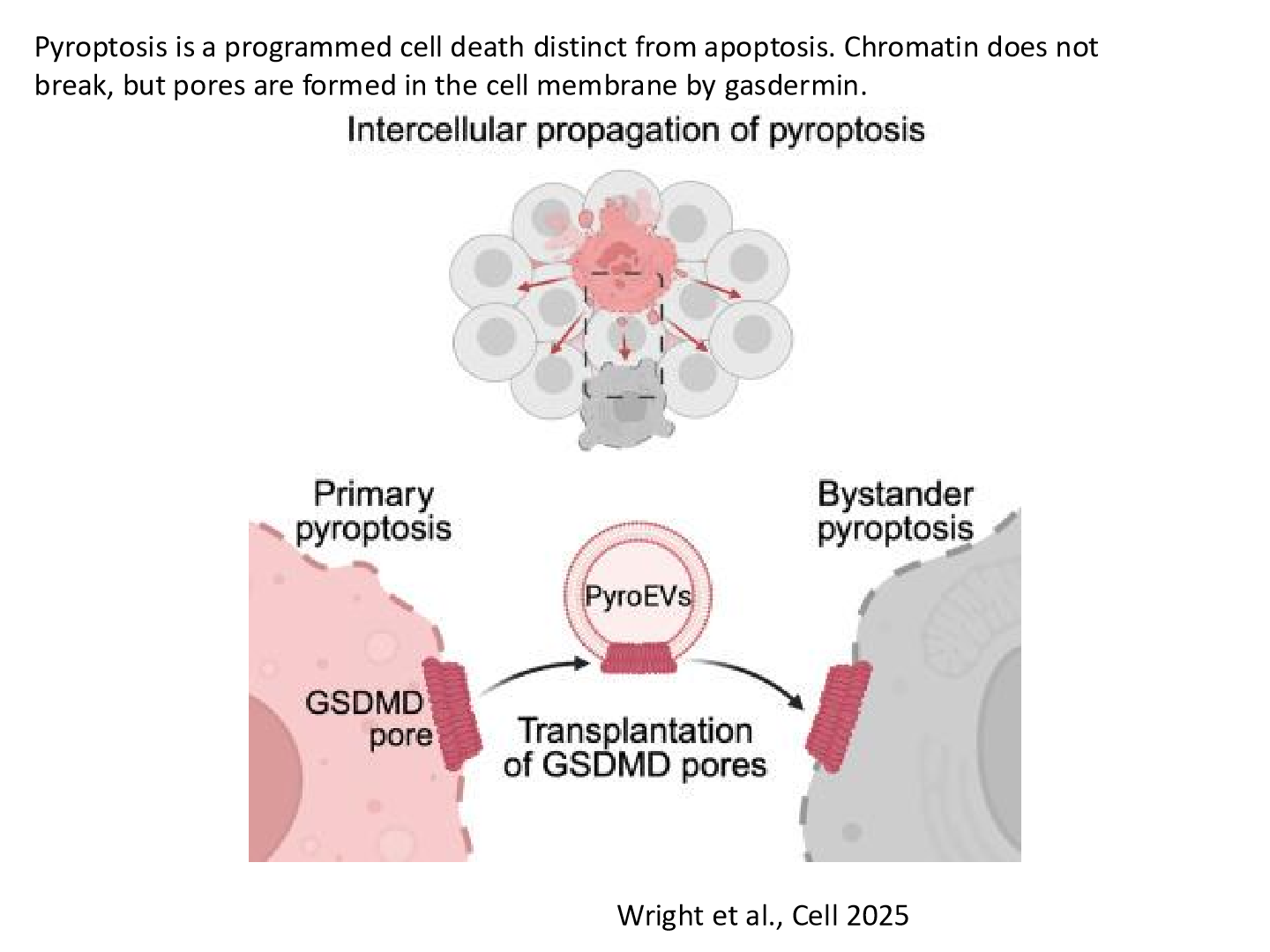 <p> Pyroptosis is a highly inflammatory form of programmed cell death that is typically triggered by infection or cellular stress. It involves the formation of pores in the cell membrane, leading to cell lysis and the release of pro-inflammatory cytokines</p>