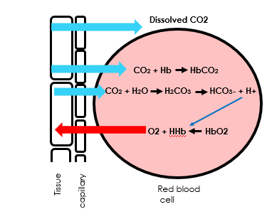 <p><span style="font-family: Arial">•</span><span style="font-family: Century Gothic">Dissolved</span></p><p><span style="font-family: Arial">•</span><span style="font-family: Century Gothic">Bicarbanate and H+ ( Via carbonic acid)</span></p><p><span style="font-family: Arial">•</span><span style="font-family: Century Gothic">carbaminohemoglobin</span></p><p></p>