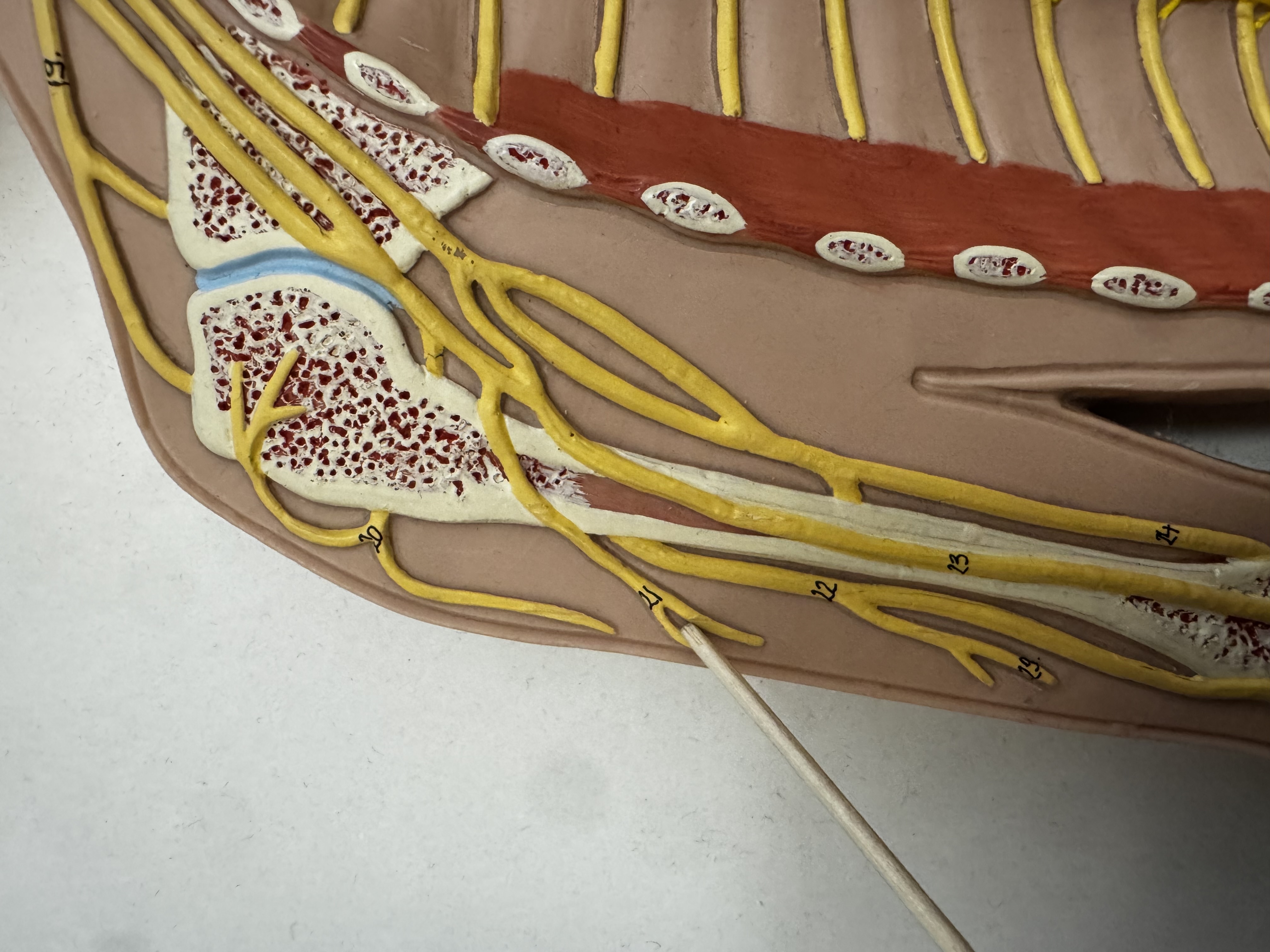 knowt flashcard image