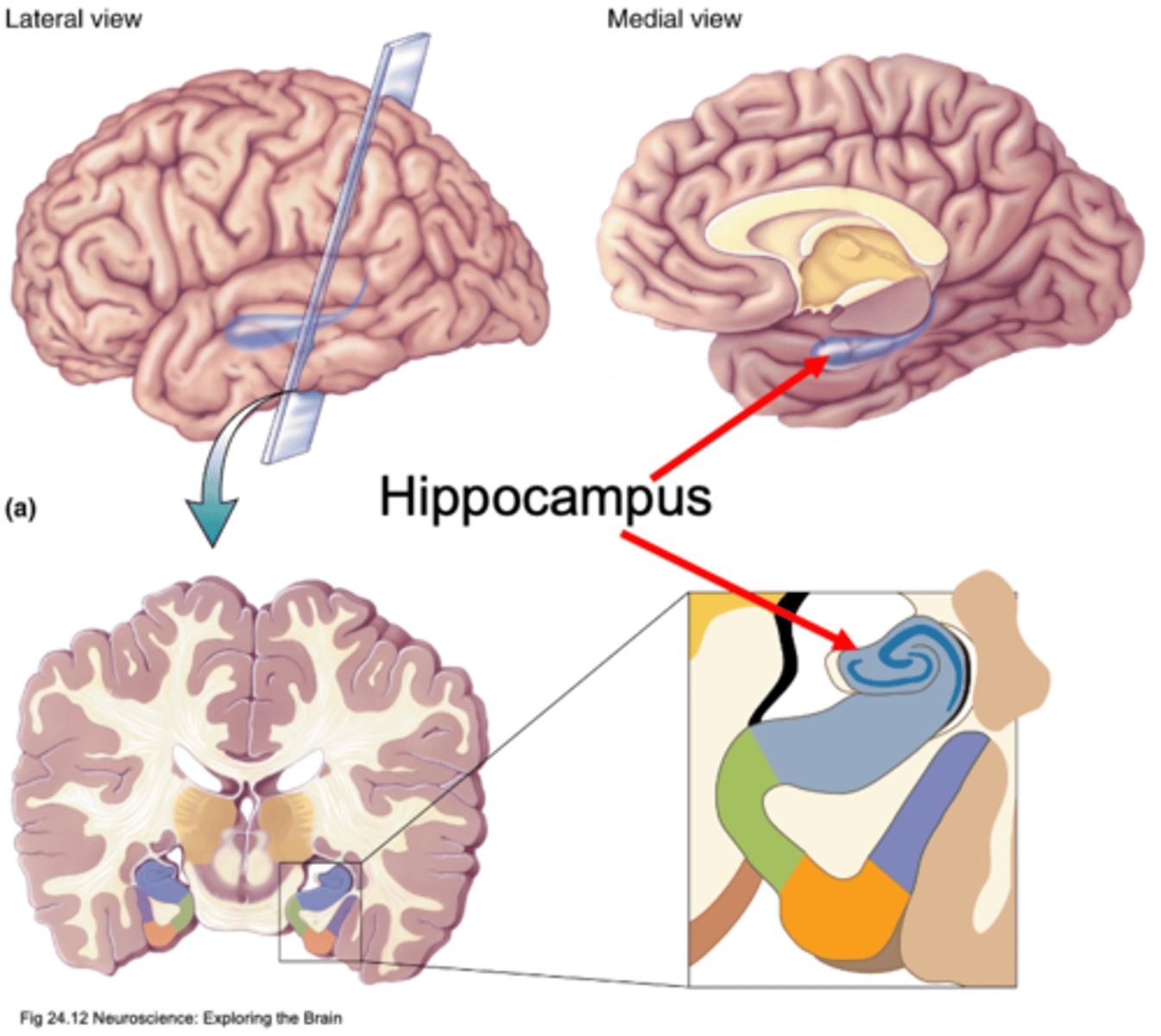 <p>How many layers does the hippocampus have?</p>