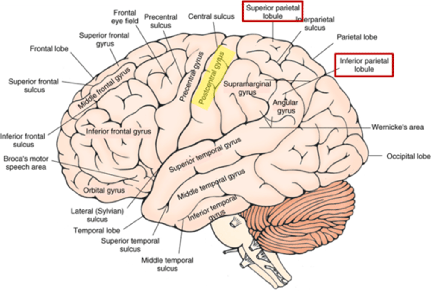 <p>1. postcentral gyrus</p><p>2. superior parietal lobule</p><p>3. inferior parietal lobule</p>